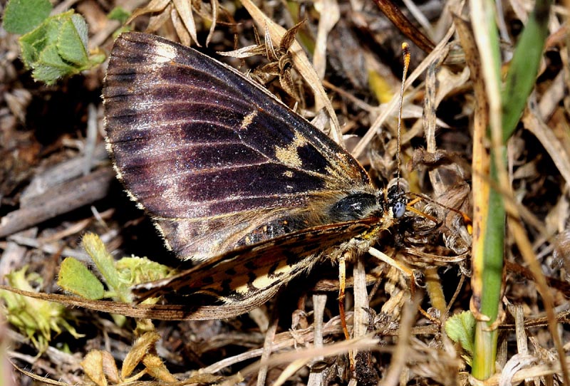 Nymphalidae indeterminata